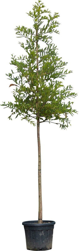 Moerascipres Taxodium distichum 500 cm