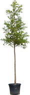 Moerascipres Taxodium distichum 500 cm