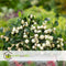 Plant in a Box - Gaultheria mucronata - Witte Pernettya in Mand - Parelbes - Pot 17cm - Hoogte 25-40cm