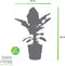 Bananenplant in Elho® Greenville pot – ↨ 80 cm – ⌀ 24 cm