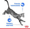 Royal canin feline sterilised indoor in gravy
