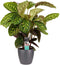 Calathea Flamestar met Elho brussels antracite ↨ 70cm - hoge kwaliteit planten