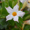 Plant in a Box - Dipladenia sanderii - Set van 3 - Witte tuinplant - Pot 9cm - Hoogte 25-40cm