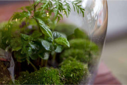 Navul pakket Hebe/Ecocork/Ecolight