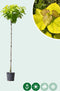 Gele bolcatalpa 200 cm stamhoogte | Catalpa big. 'Aurea' 6-10 cm 200-220 cm| Bomenbezorgd.nl