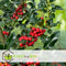Plant in a Box - Ilex Alaska - Set van 2 - Groenblijvende tuinplant - kleur uw herfst- en wintertuin - Pot 17cm - Hoogte 25-35cm