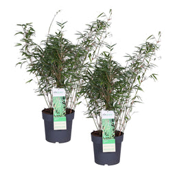 Duo ‘Fargesia Rufa’ (Bamboe) ↨ 70cm - 2 stuks - hoge kwaliteit planten