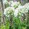 Plant in a Box - Agapanthus - Mix van 6 - Afrikaanse lelie - Wortelstokken - Bloeiende plant