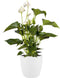 Elho Brussels Rond Wielen - Grote Bloempot - 100% Gerecycled Plastic - Ø 39.0 x H 36.5 cm - Wit