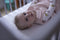 Philips Avent SCD723/26 - DECT Babyfoon - Temperatuursensor Nachtmodus - Wit