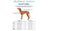 Company of animals harness anatomy halti green s