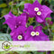 Plant in a Box - Bougainvillea 'Alexandra' - Paarse bladeren - Klimplant - Tuinplant - Pot 17cm - Hoogte 50-60cm