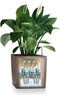 LECHUZA CUBE PREMIUM 50 - Plantenbak - met uitneembare binnenbak - met bewateringssysteem - ALL-IN-ONE set met LECHUZA-PON - zilver metallic