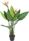 Decoratieve plant DKD Home Decor (80 x 80 x 120 cm)