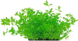 Easy grow 79 micranthemum micranthemoides