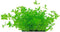 Easy grow 79 micranthemum micranthemoides