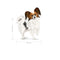 Voer Royal Canin Vogels 3 Kg