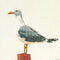 Thea Gouverneur - Borduurpakket met telpatroon - 1062A - Voorgesorteerde DMC Garens - Meeuw - Aida - 33 cm x 65 cm - DIY Kit
