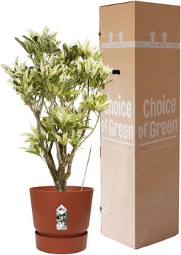 Croton Tamara in Elho® Greenville pot Brique ↨ 100cm - hoge kwaliteit planten