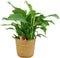 Spathiphyllum ‘Sweet Lauretta’ in handgevlochten sierpot Nelis (naturel) - BestPlants - Plant-pot combinatie (BS)- Hoogte 100 cm