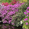 Customize it - Tuinschilderij bloemenweelde 70x50