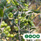 Olijfboom Olea europaea 225 cm