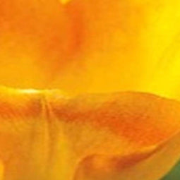 JUB - Tulipa Moonblush