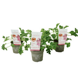 Pelargonium Capitatum 'anti-muggenplant' - 3 stuks - ⌀10cm - hoogte 15-25cm - Pelarg. Pink Capitatum x3