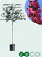 Rode sierappel leiboom 220 cm | Malus 'Mokum' 14-18 cm 220 cm| Bomenbezorgd.nl