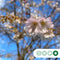 Japanse sierkers autumnalis rosea meerstammig | Prunus subh. Autumnalis rosea | Bomenbezorgd.nl
