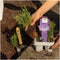 Plants by Frank | 6 Rozemarijnplant | Vaste planten | Tuinplanten | 6 x Ø7 cm | 15 cm | Rosmarinus offincalis winterhard | Geurhaag