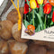 Baltus - Bollen Tulipa Darwin mix rood/geel 40 stuks