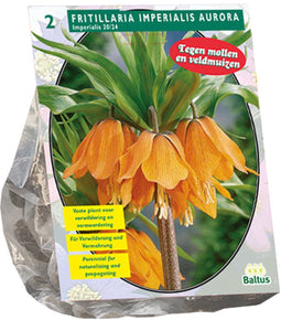 Fritillaria Imperialis Aurora per 2