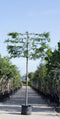 Zuil leihaagbeuk 200 cm | Carpinus betulus 'Fastigiata' 8-12 cm 200 cm| Bomenbezorgd.nl