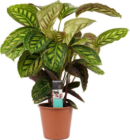 Calathea Flamestar ↨ 70cm - hoge kwaliteit planten