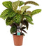 Calathea Flamestar ↨ 70cm - hoge kwaliteit planten