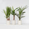 Plant in a Box - Mix van 6 Palmen - Kamerplanten - Phoenix - Yucca Washingtonia - Pot 14cm - Hoogte 50-70cm