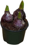 Firenze Bloemenatelier - 2x Hyacint - Hyacinthus - Blauw -↑16-22cm Ø12cm
