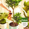 Pokon Kamerplanten Potgrond - 10l - 6 maanden voeding - RHP keurmerk