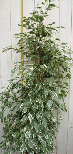 Kamerplant Ficus Witbont 100 cm