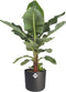 Musa in ® ELHO b.for soft sierpot