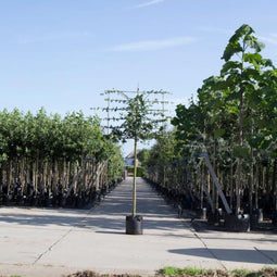 Spaanse aak als leiboom - Acer campestre 180 cm stamhoogte (8 - 12 cm stamomtrek)