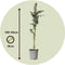 Plant in a Box - Eucalyptus cinerea 'Silver Dollar' - Winterharde Eucalyptus - Pot 19cm - Hoogte 90-110cm