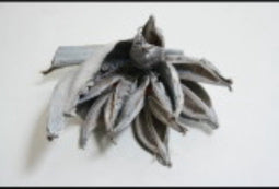 Sororoca penca white wash