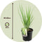 Plant in a Box - Panicum virgatum - Panicum northwind siergras winterhard - Pot 23cm - Hoogte 40-60cm