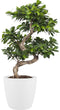 Goed & Groen - Ficus Gin Seng Bonsai met Elho Brussels Round pot White - ↨ 70cm - Potmaat 27 - Exclusieve Kwaliteit Planten - Kamer Plant - Kamerplanten - Sfeer - Interieur