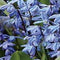 5 stuks - JUB - Scilla siberica 15 bollen