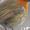 Customize it - Tuinschilderij roodb winter 130x70