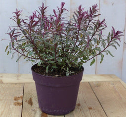 Hebe groenblijvend vaste plant met rood blad