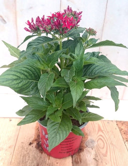 3 stuks! Pentas eenjarig rood